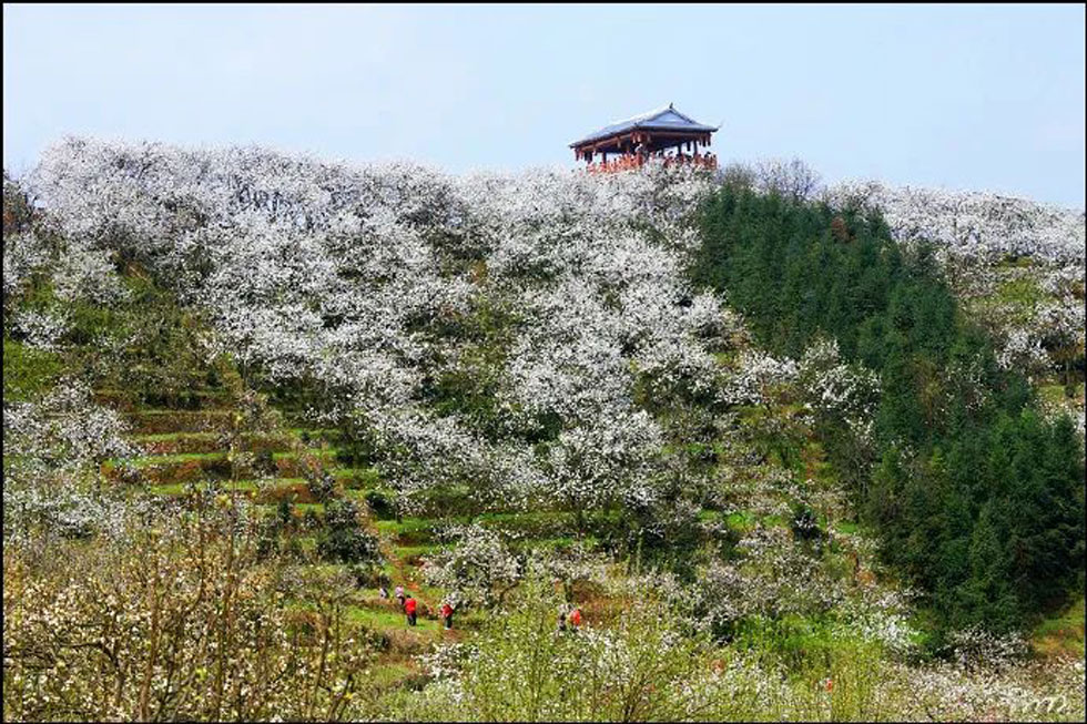 【春天，广西桂林灌阳县向您发出邀请！】我们在灌阳看梨花 - 游山玩水 - 巢湖生活社区 - 巢湖28生活网 ch.28life.net