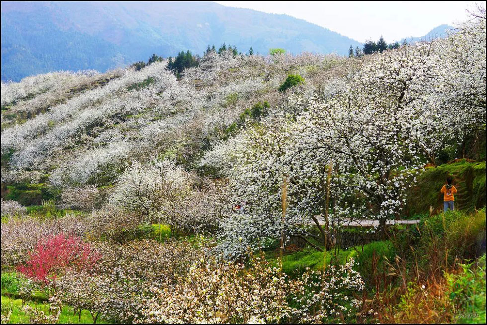 【春天，广西桂林灌阳县向您发出邀请！】我们在灌阳看梨花 - 游山玩水 - 巢湖生活社区 - 巢湖28生活网 ch.28life.net
