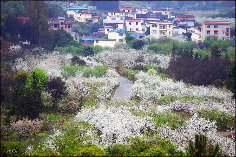 【春天，广西桂林灌阳县向您发出邀请！】我们在灌阳看梨花 - 游山玩水 - 巢湖生活社区 - 巢湖28生活网 ch.28life.net