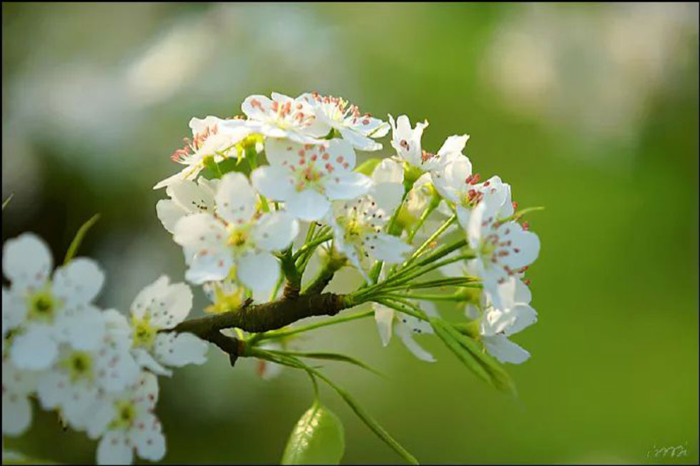 【春天，广西桂林灌阳县向您发出邀请！】我们在灌阳看梨花 - 游山玩水 - 巢湖生活社区 - 巢湖28生活网 ch.28life.net