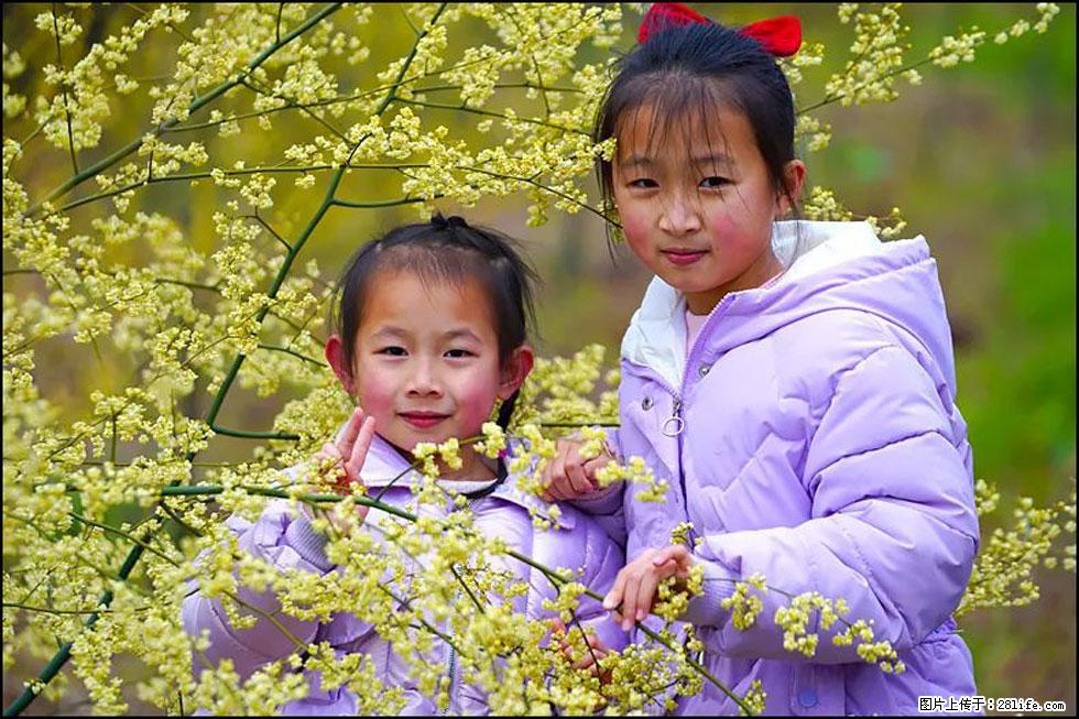【春天，广西桂林灌阳县向您发出邀请！】米珠山前有片山苍子花在飘香 - 游山玩水 - 巢湖生活社区 - 巢湖28生活网 ch.28life.net