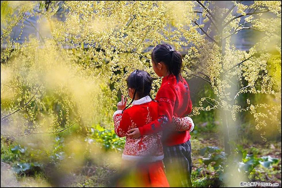 【春天，广西桂林灌阳县向您发出邀请！】米珠山前有片山苍子花在飘香 - 游山玩水 - 巢湖生活社区 - 巢湖28生活网 ch.28life.net
