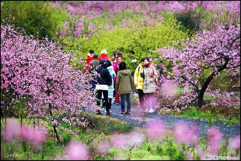 【春天，广西桂林灌阳县向您发出邀请！】官庄村有个醉美的桃花园 - 游山玩水 - 巢湖生活社区 - 巢湖28生活网 ch.28life.net