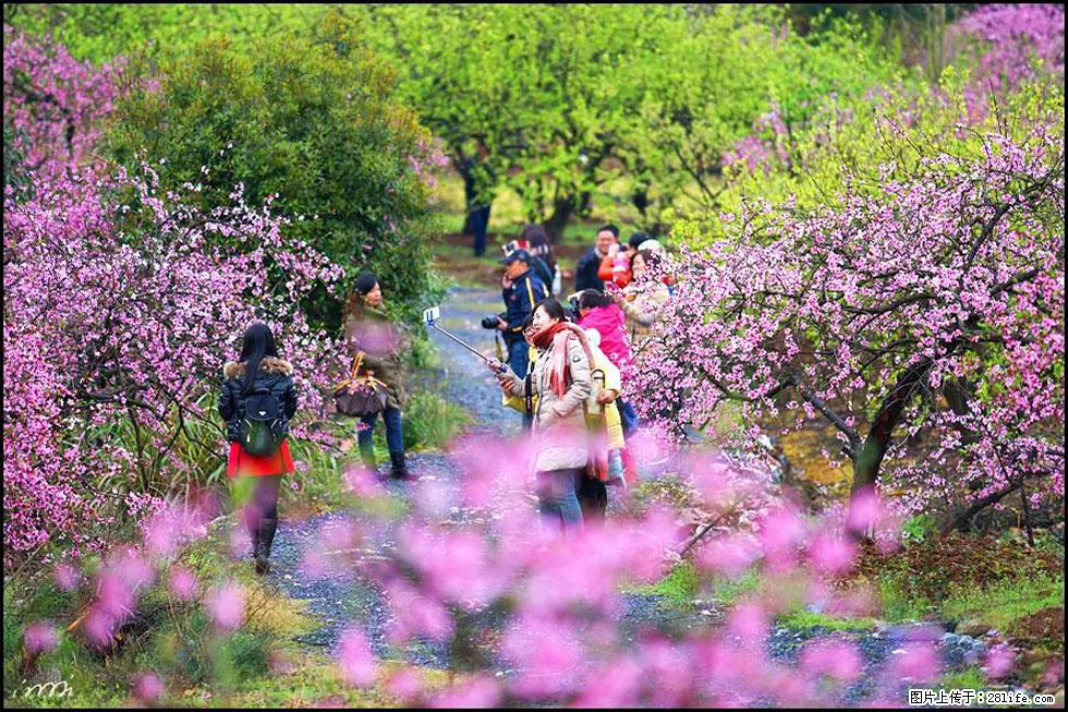 【春天，广西桂林灌阳县向您发出邀请！】官庄村有个醉美的桃花园 - 游山玩水 - 巢湖生活社区 - 巢湖28生活网 ch.28life.net