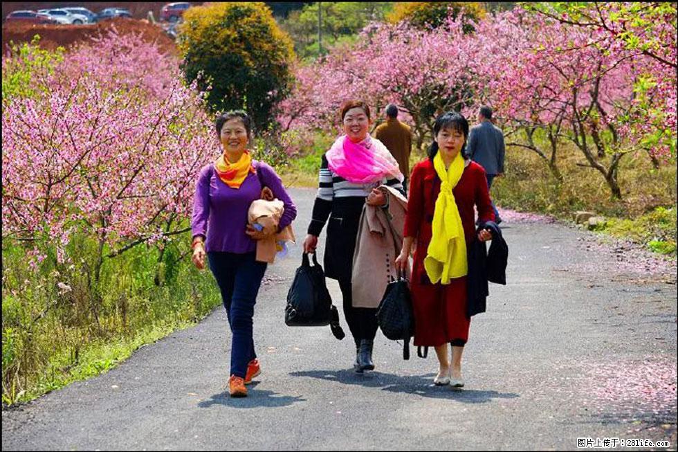 【春天，广西桂林灌阳县向您发出邀请！】官庄村有个醉美的桃花园 - 游山玩水 - 巢湖生活社区 - 巢湖28生活网 ch.28life.net