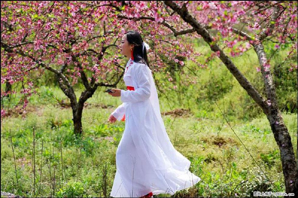 【春天，广西桂林灌阳县向您发出邀请！】官庄村有个醉美的桃花园 - 游山玩水 - 巢湖生活社区 - 巢湖28生活网 ch.28life.net