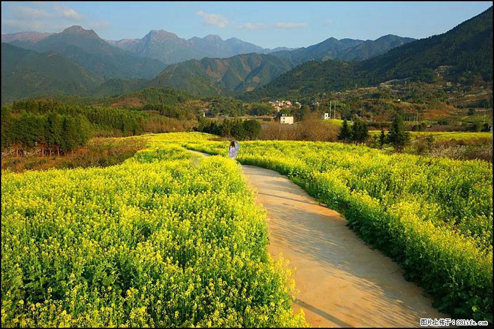 【春天，广西桂林灌阳县向您发出邀请！】长坪村油菜盛情花开 - 游山玩水 - 巢湖生活社区 - 巢湖28生活网 ch.28life.net