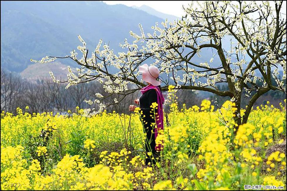 【春天，广西桂林灌阳县向您发出邀请！】长坪村油菜盛情花开 - 游山玩水 - 巢湖生活社区 - 巢湖28生活网 ch.28life.net