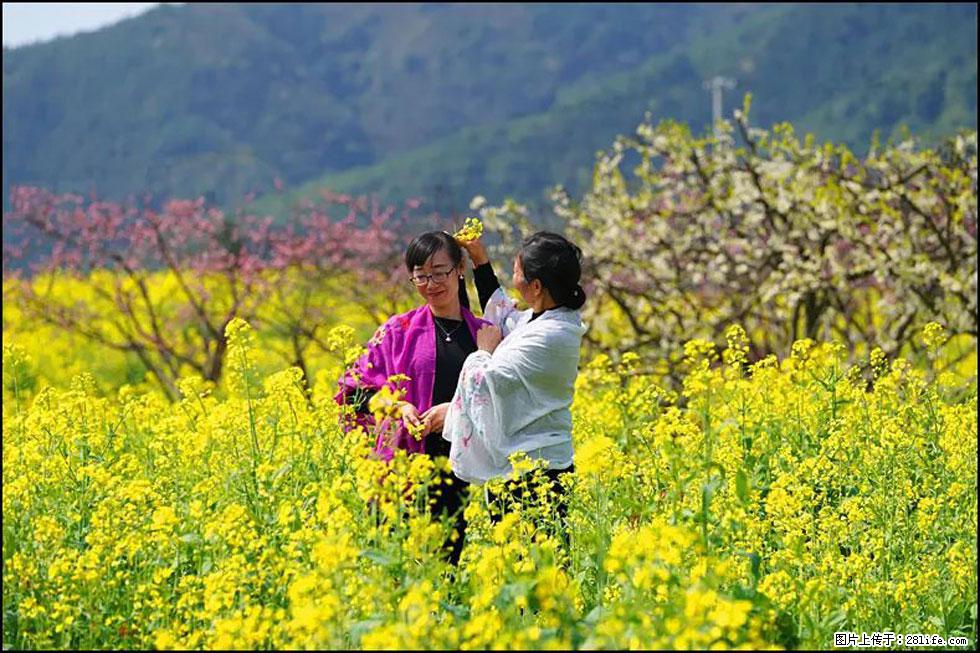 【春天，广西桂林灌阳县向您发出邀请！】长坪村油菜盛情花开 - 游山玩水 - 巢湖生活社区 - 巢湖28生活网 ch.28life.net
