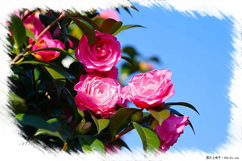 【春天，广西桂林灌阳县向您发出邀请！】杨柳井茶花惹人爱 - 游山玩水 - 巢湖生活社区 - 巢湖28生活网 ch.28life.net