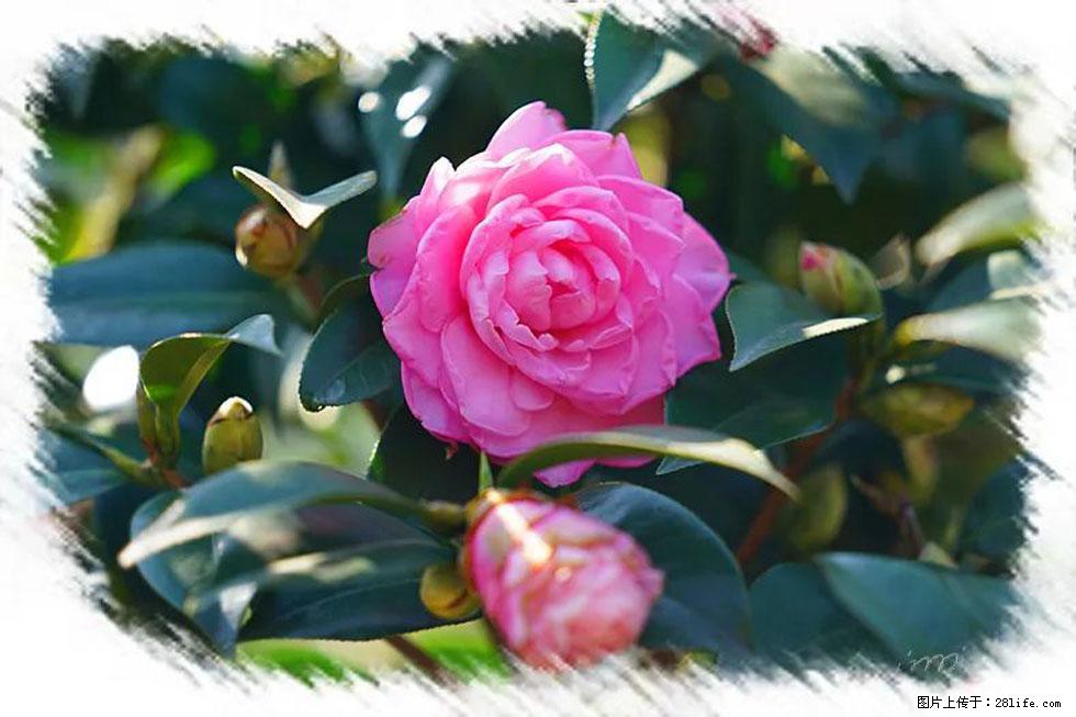 【春天，广西桂林灌阳县向您发出邀请！】杨柳井茶花惹人爱 - 游山玩水 - 巢湖生活社区 - 巢湖28生活网 ch.28life.net