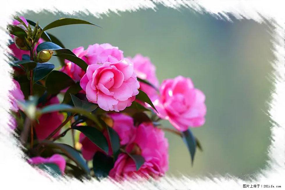 【春天，广西桂林灌阳县向您发出邀请！】杨柳井茶花惹人爱 - 游山玩水 - 巢湖生活社区 - 巢湖28生活网 ch.28life.net