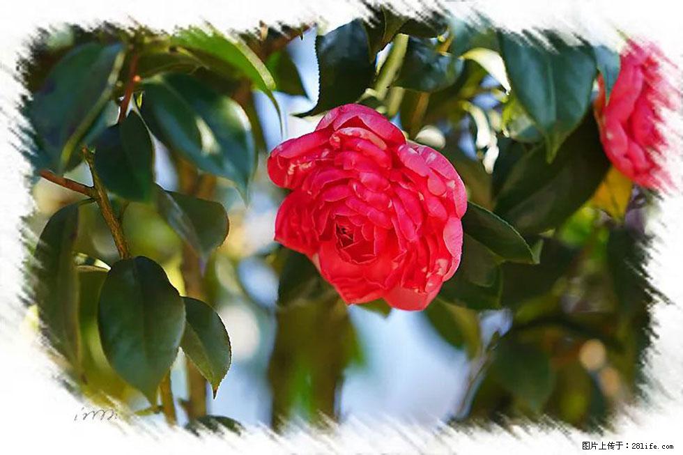 【春天，广西桂林灌阳县向您发出邀请！】杨柳井茶花惹人爱 - 游山玩水 - 巢湖生活社区 - 巢湖28生活网 ch.28life.net