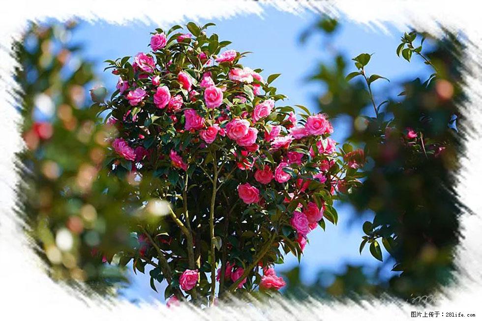 【春天，广西桂林灌阳县向您发出邀请！】杨柳井茶花惹人爱 - 游山玩水 - 巢湖生活社区 - 巢湖28生活网 ch.28life.net