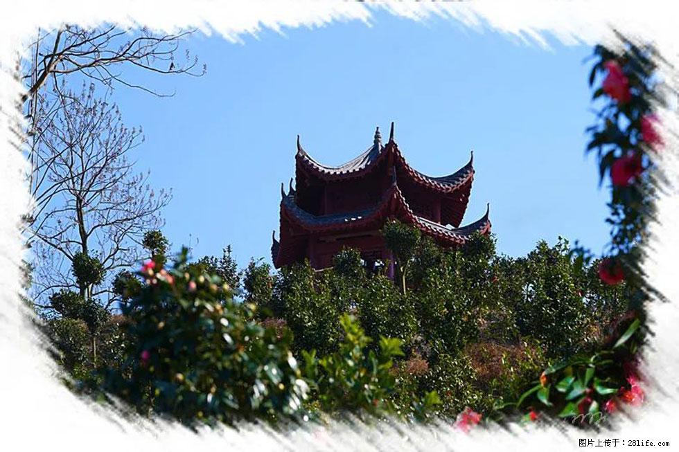 【春天，广西桂林灌阳县向您发出邀请！】杨柳井茶花惹人爱 - 游山玩水 - 巢湖生活社区 - 巢湖28生活网 ch.28life.net