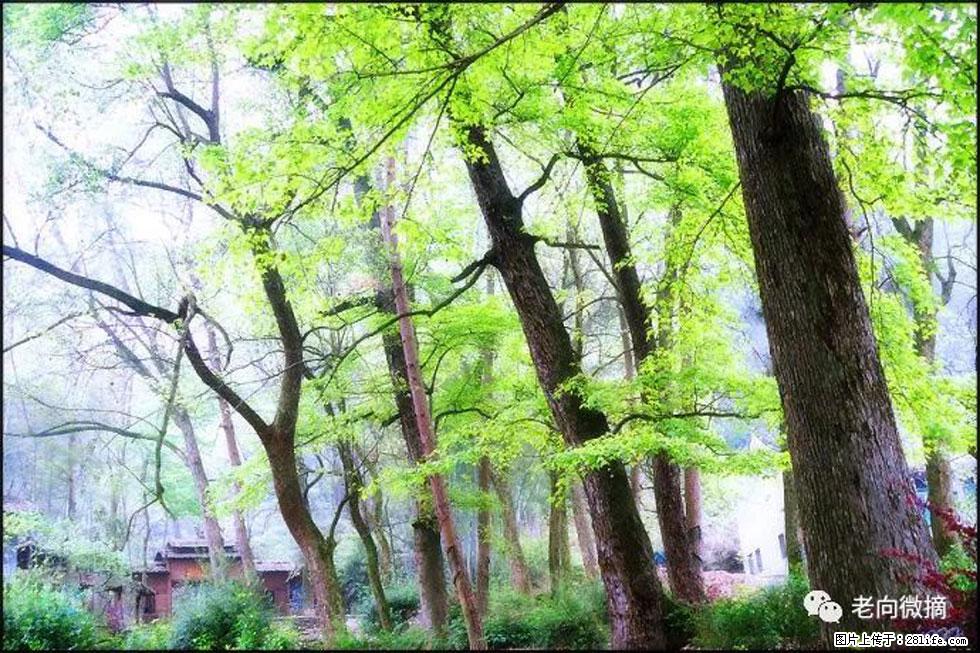 【春天，广西桂林灌阳县向您发出邀请！】在小龙村与春天约会 - 游山玩水 - 巢湖生活社区 - 巢湖28生活网 ch.28life.net
