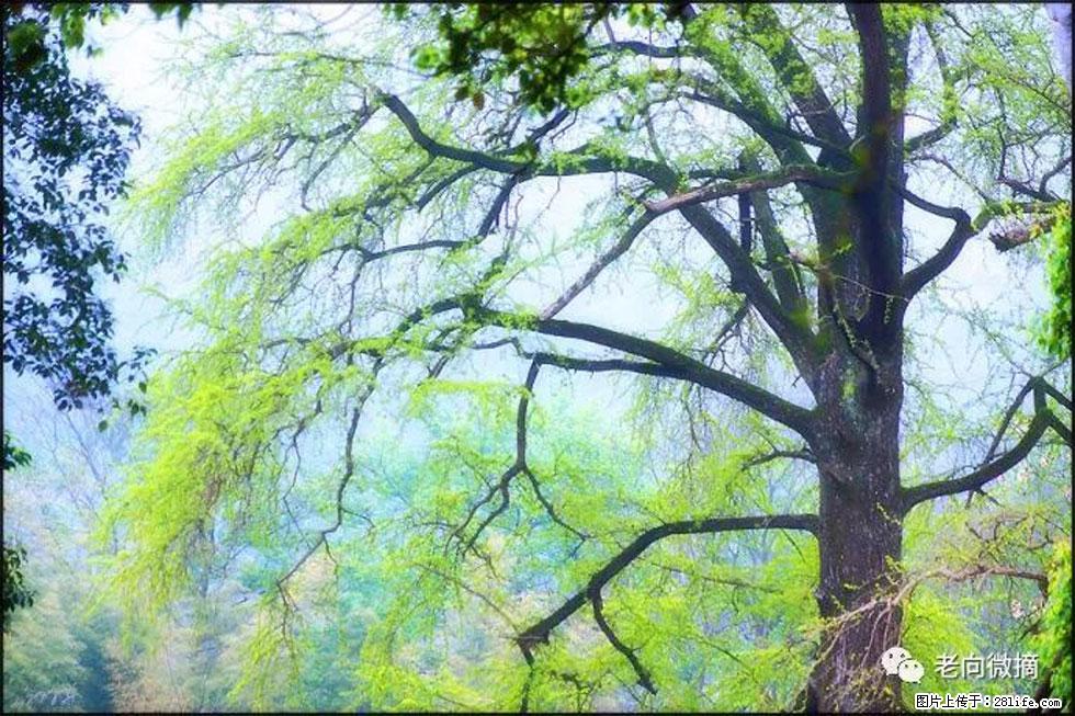 【春天，广西桂林灌阳县向您发出邀请！】在小龙村与春天约会 - 游山玩水 - 巢湖生活社区 - 巢湖28生活网 ch.28life.net