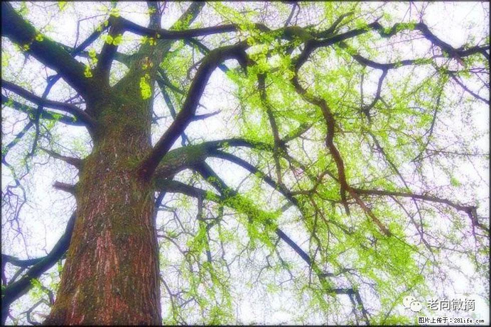 【春天，广西桂林灌阳县向您发出邀请！】在小龙村与春天约会 - 游山玩水 - 巢湖生活社区 - 巢湖28生活网 ch.28life.net