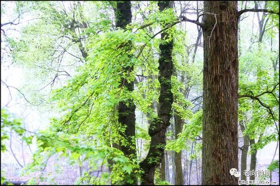 【春天，广西桂林灌阳县向您发出邀请！】在小龙村与春天约会 - 游山玩水 - 巢湖生活社区 - 巢湖28生活网 ch.28life.net