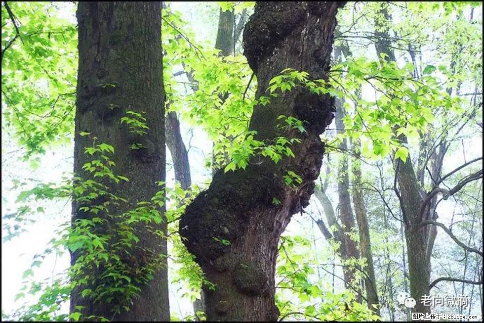 【春天，广西桂林灌阳县向您发出邀请！】在小龙村与春天约会 - 游山玩水 - 巢湖生活社区 - 巢湖28生活网 ch.28life.net