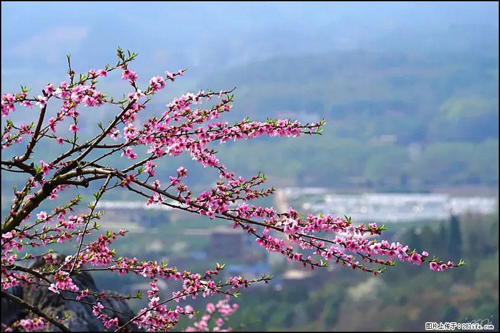 【春天，广西桂林灌阳县向您发出邀请！】望月岭上桃花开 - 游山玩水 - 巢湖生活社区 - 巢湖28生活网 ch.28life.net