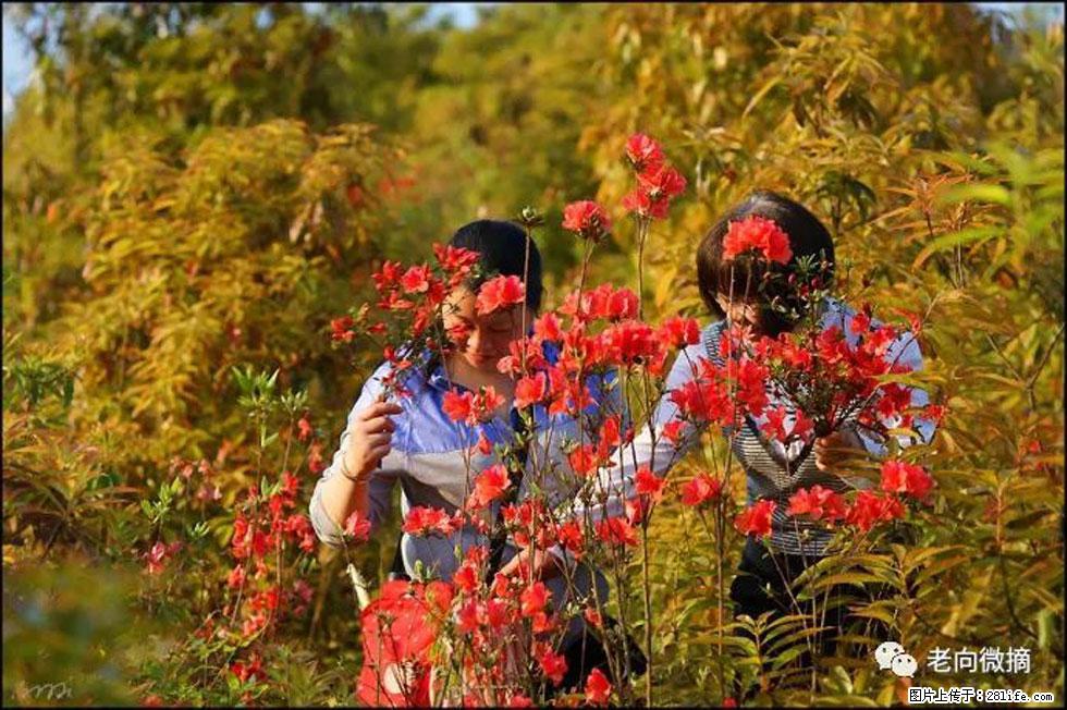【春天，广西桂林灌阳县向您发出邀请！】登麒麟山，相约映山红 - 游山玩水 - 巢湖生活社区 - 巢湖28生活网 ch.28life.net