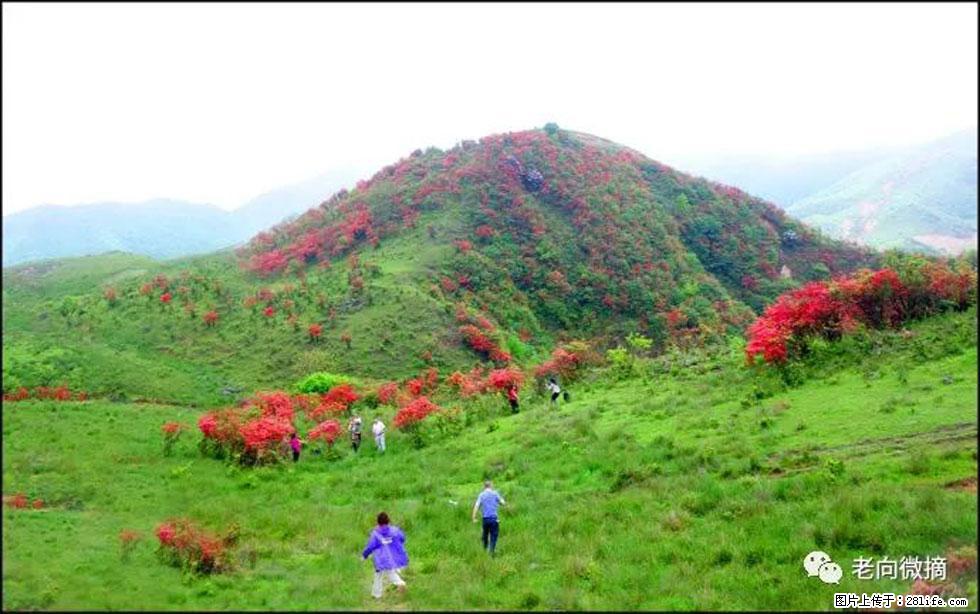 【春天，广西桂林灌阳县向您发出邀请！】宝盖山上映山红 - 游山玩水 - 巢湖生活社区 - 巢湖28生活网 ch.28life.net