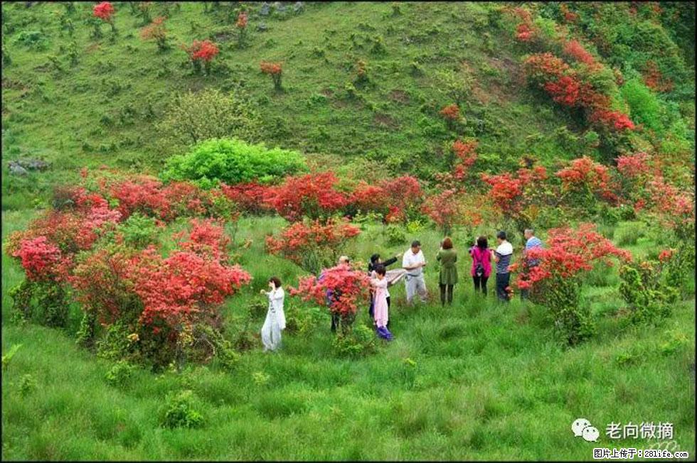 【春天，广西桂林灌阳县向您发出邀请！】宝盖山上映山红 - 游山玩水 - 巢湖生活社区 - 巢湖28生活网 ch.28life.net