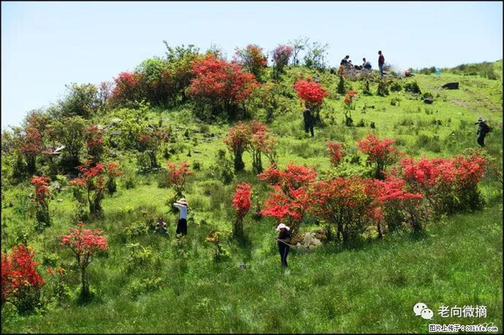 【春天，广西桂林灌阳县向您发出邀请！】宝盖山上映山红 - 游山玩水 - 巢湖生活社区 - 巢湖28生活网 ch.28life.net