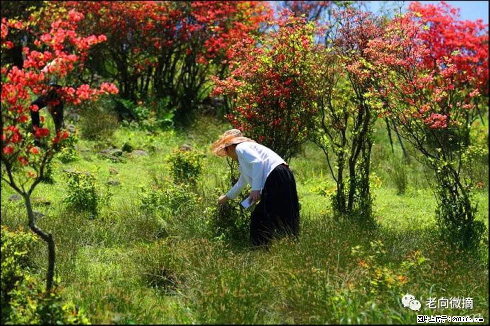 【春天，广西桂林灌阳县向您发出邀请！】宝盖山上映山红 - 游山玩水 - 巢湖生活社区 - 巢湖28生活网 ch.28life.net