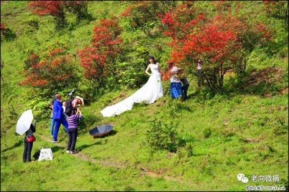 【春天，广西桂林灌阳县向您发出邀请！】宝盖山上映山红 - 游山玩水 - 巢湖生活社区 - 巢湖28生活网 ch.28life.net