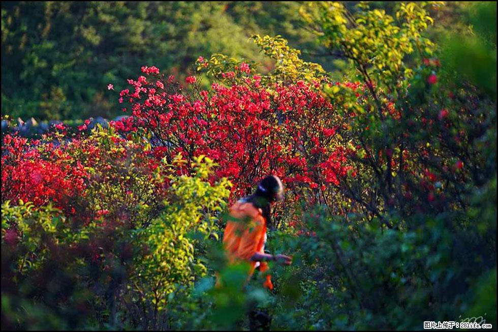 【春天，广西桂林灌阳县向您发出邀请！】春木界上映山红 - 游山玩水 - 巢湖生活社区 - 巢湖28生活网 ch.28life.net