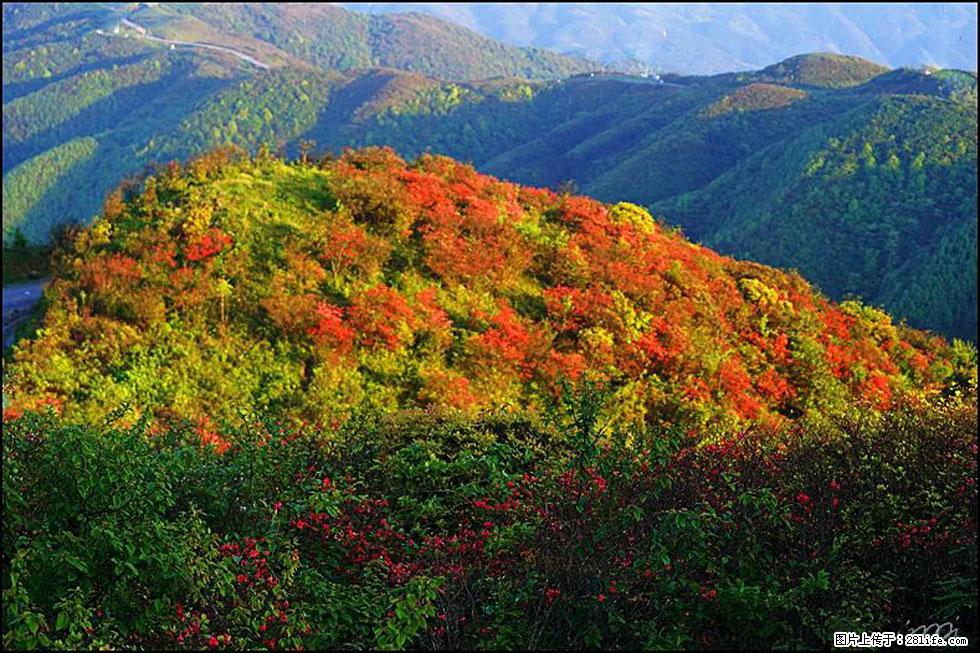 【春天，广西桂林灌阳县向您发出邀请！】春木界上映山红 - 游山玩水 - 巢湖生活社区 - 巢湖28生活网 ch.28life.net
