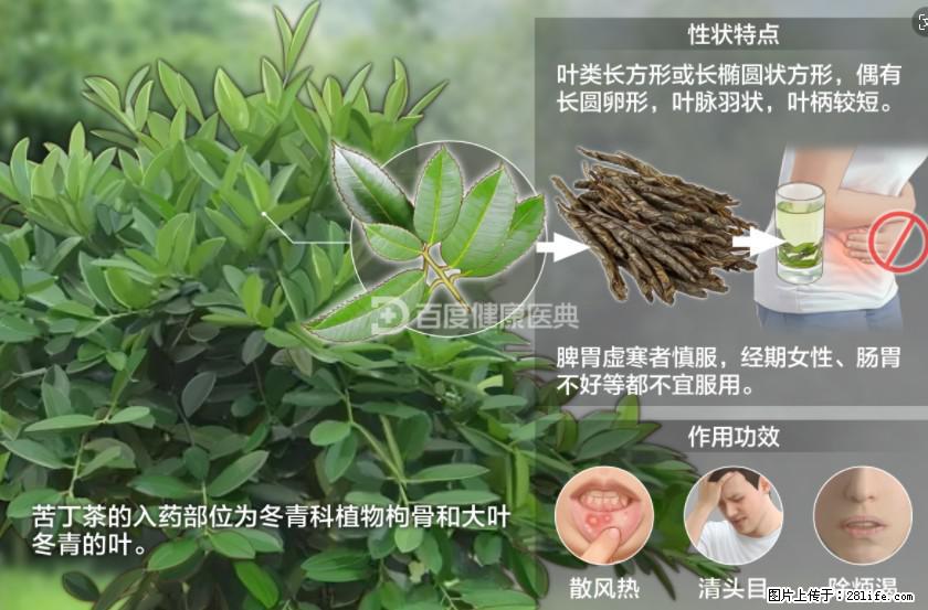 苦丁茶有哪些功效和作用 - 生活百科 - 巢湖生活社区 - 巢湖28生活网 ch.28life.net