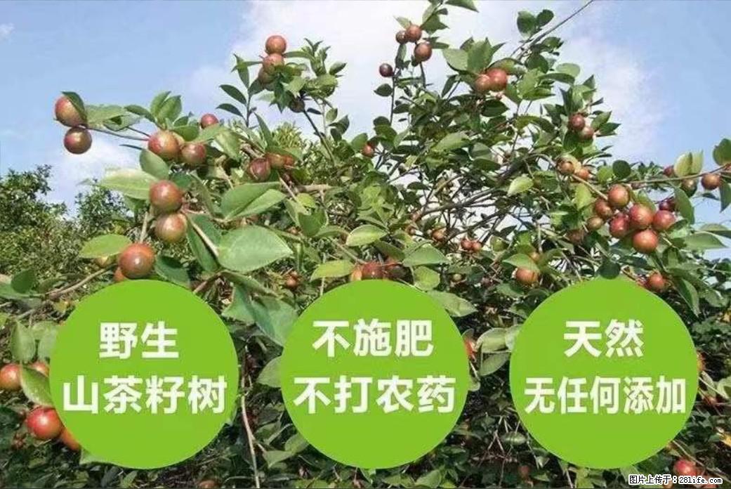 【灌阳县油茶产业示范区】一个有着充实的精神生活的人，对待身外之物自会有一种淡泊的态度 - 美食天地 - 巢湖生活社区 - 巢湖28生活网 ch.28life.net