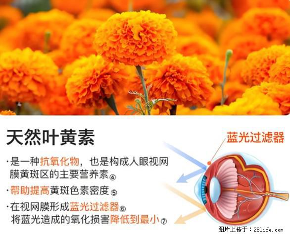 叶黄素有什么功效和作用 - 生活百科 - 巢湖生活社区 - 巢湖28生活网 ch.28life.net
