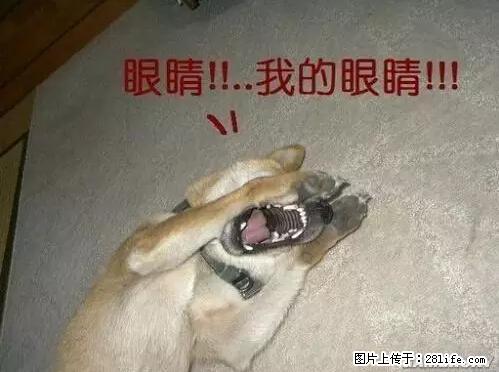 笑癫了！一女的怀孕三年未生，他终于忍不住了... - 娱乐八卦 - 巢湖生活社区 - 巢湖28生活网 ch.28life.net