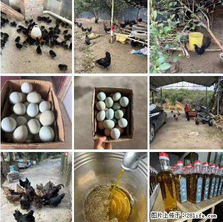 油茶园从小鸡仔开始养起的纯土鸡、土鸡蛋可以预定啦！还有前几天刚榨的纯山茶油哦 - 土特产 - 饮食特产 - 巢湖分类信息 - 巢湖28生活网 ch.28life.net