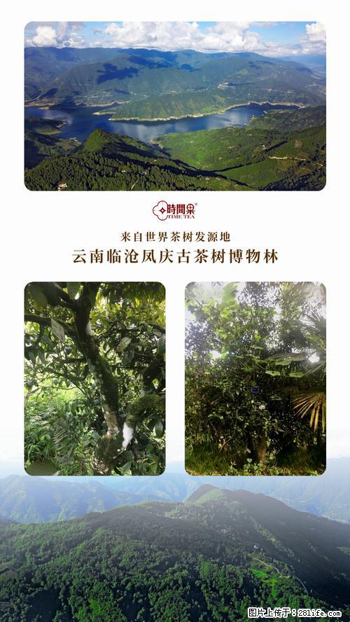 时间果百年古树2025年春红茶 - 购物交流 - 巢湖生活社区 - 巢湖28生活网 ch.28life.net