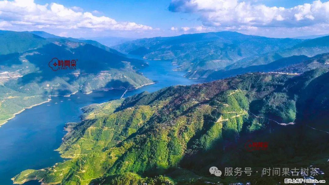时间果百年古树龙珠普洱生茶 - 购物交流 - 巢湖生活社区 - 巢湖28生活网 ch.28life.net