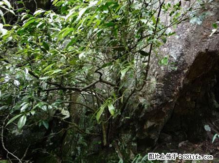 平乐石崖茶，珍贵仅次于金花茶 - 巢湖生活资讯 - 巢湖28生活网 ch.28life.net