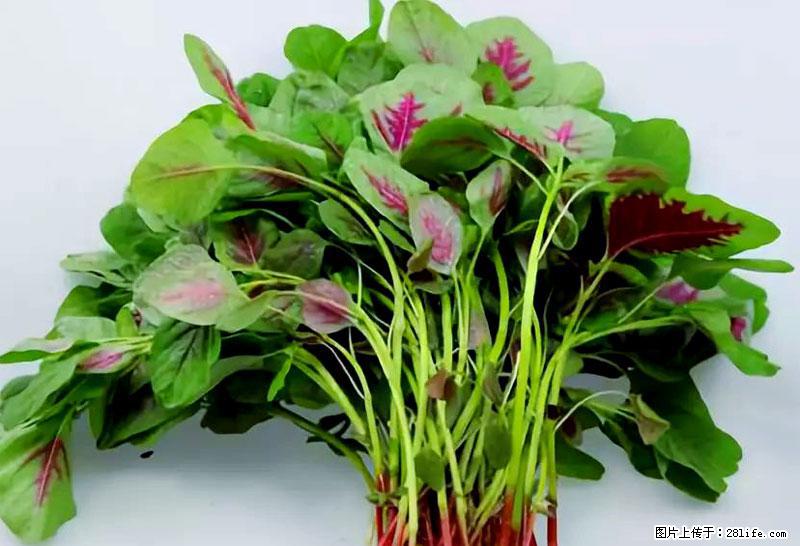 这些蔬菜是“天然钙片”，这6种被医生重点推荐 - 巢湖生活资讯 - 巢湖28生活网 ch.28life.net