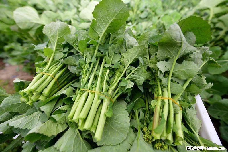 这些蔬菜是“天然钙片”，这6种被医生重点推荐 - 巢湖生活资讯 - 巢湖28生活网 ch.28life.net